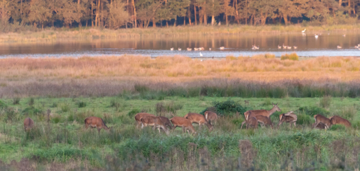 Hindenlopen en Bokkensprongen, Weekend Hertenbronst in het Kempenbroek 2025