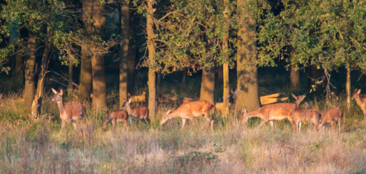 Hindenlopen en Bokkensprongen, Weekend Hertenbronst in het Kempenbroek 2025