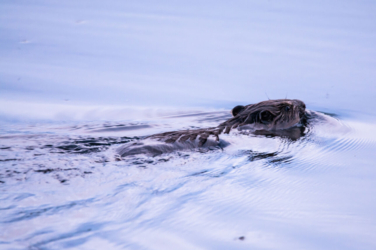 Samenleven met de bever aan de Binkermolen