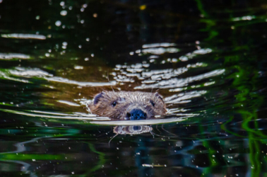 Samenleven met de bever aan de Binkermolen