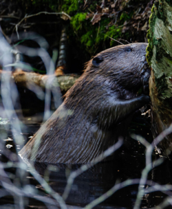 Samenleven met de bever aan de Binkermolen