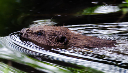 Samenleven met de bever aan de Binkermolen