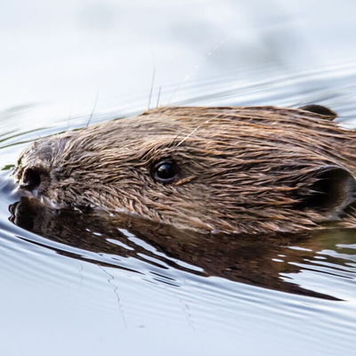 Samenleven met de bever aan de Binkermolen