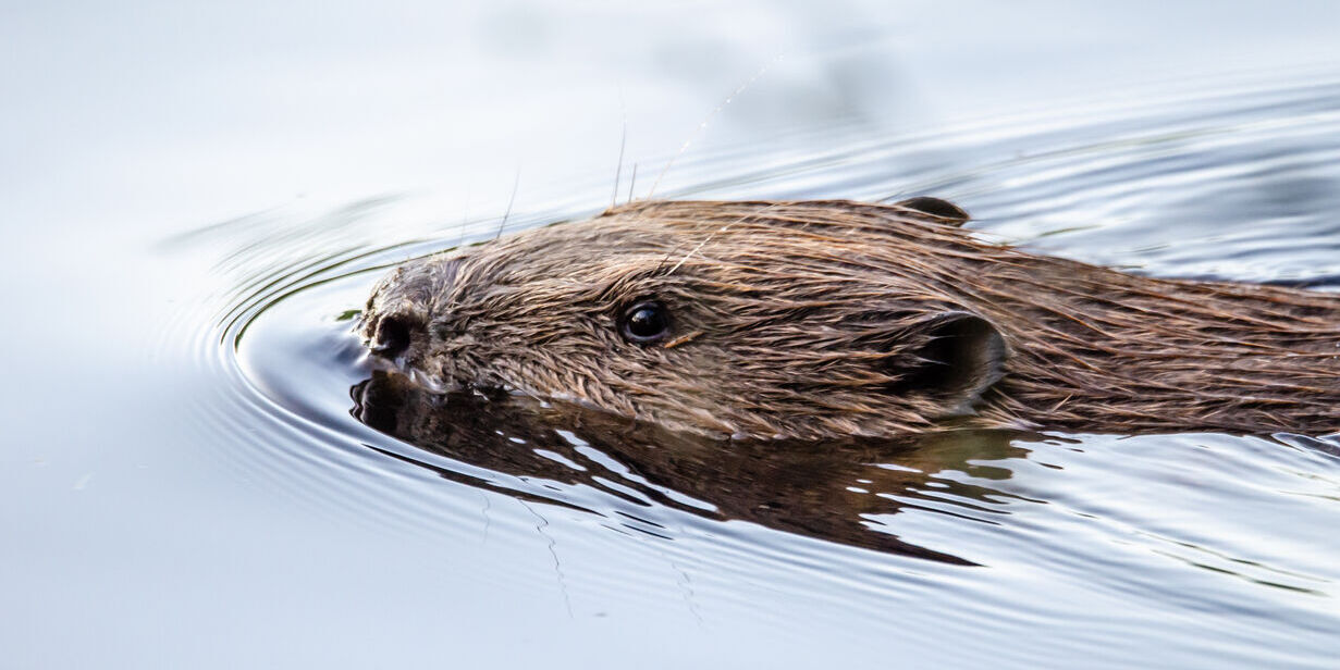 Samenleven met de bever aan de Binkermolen